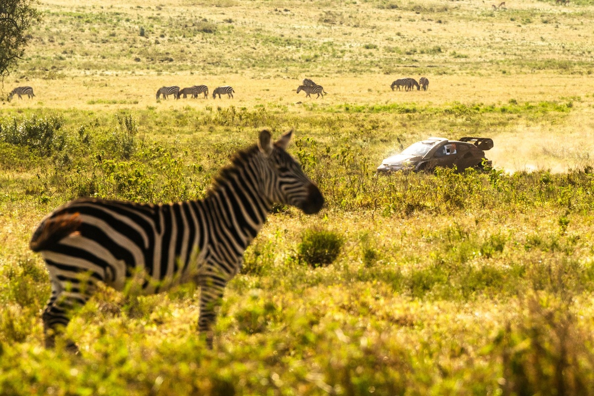 Safari Rally 2026: uitdagingen en strategieën in het middelpunt van het ev…